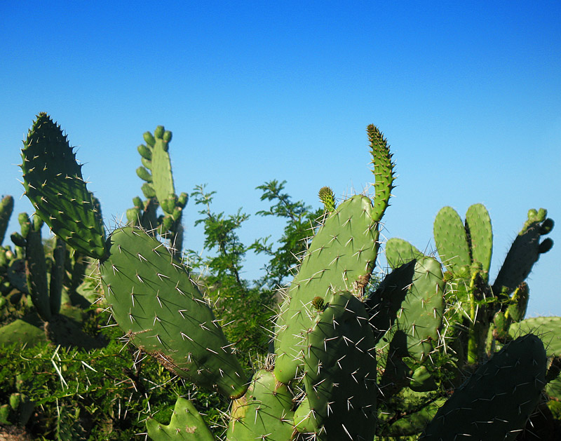 cacti