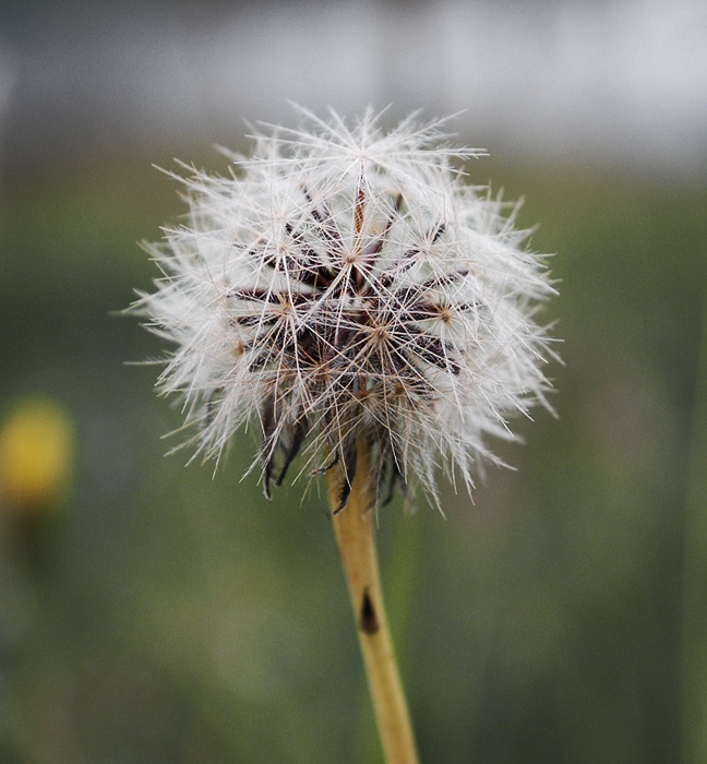 dandelion