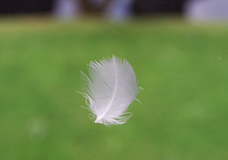 feather