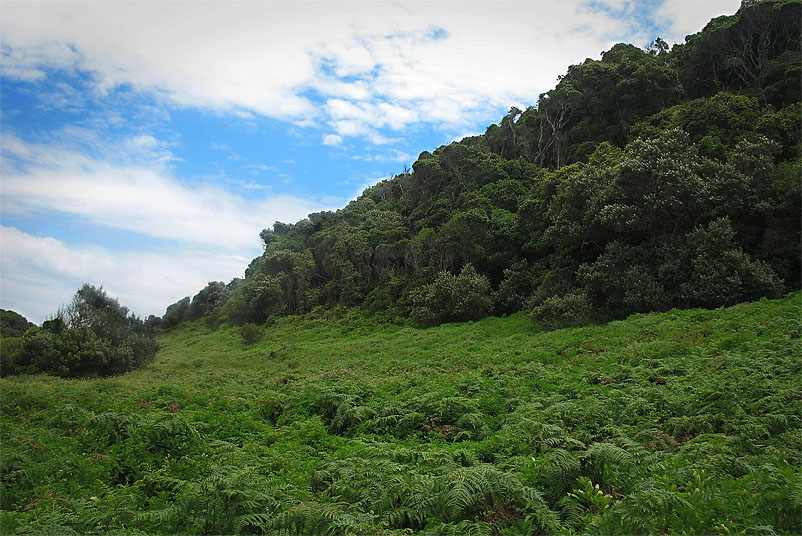 fern jungle