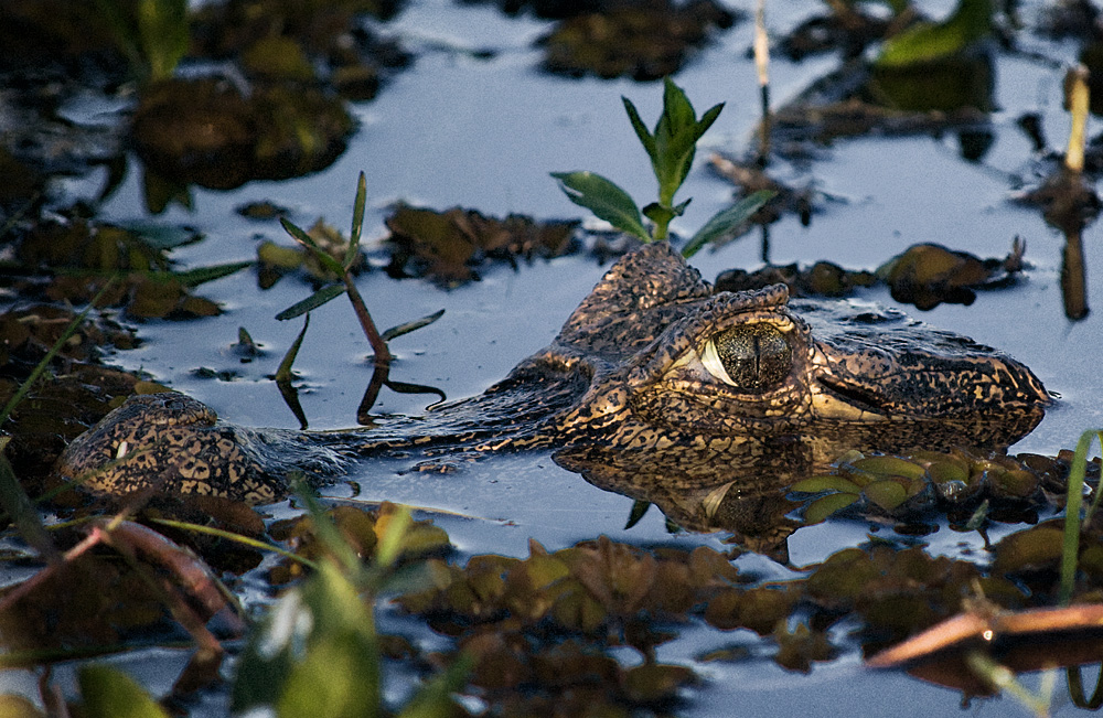 i've got my eye on you