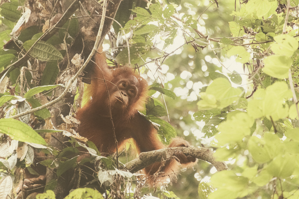 set my mind to wander