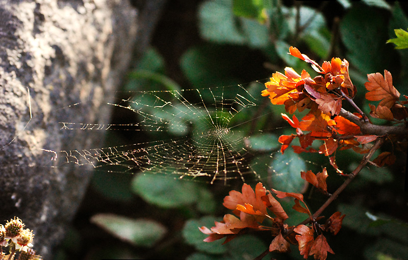 spiders web #3