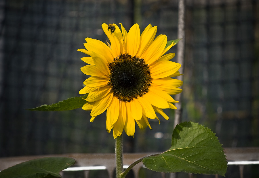 the bee and the sunflower