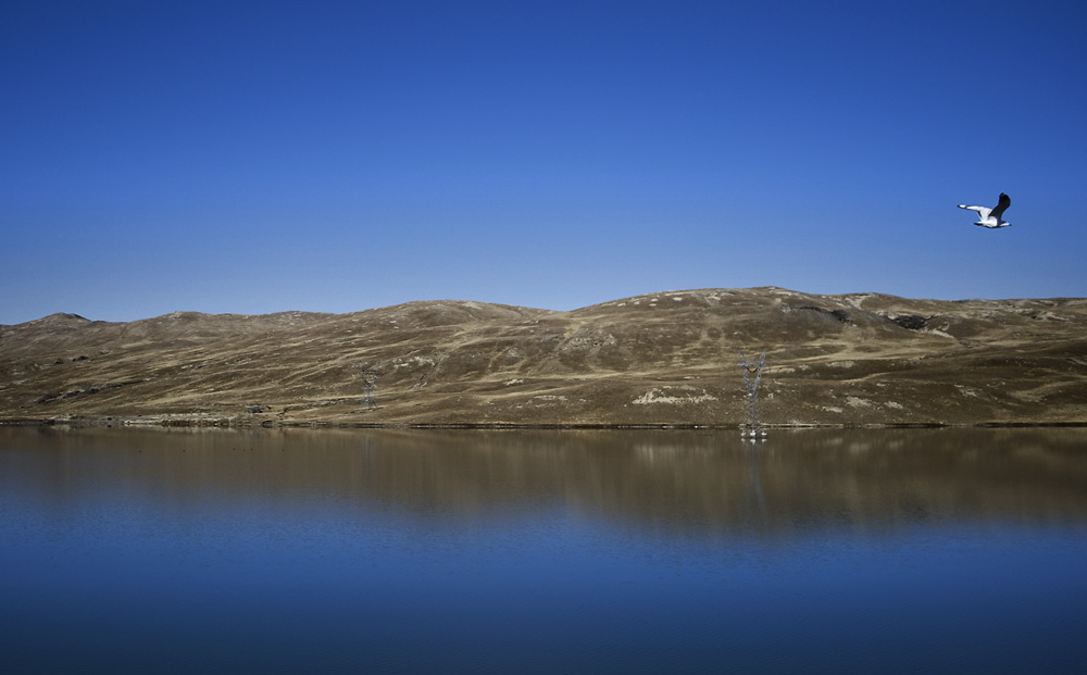 the lake and the seagull