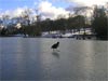 bird on ice