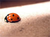 ladybird