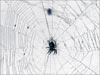 spiders-web-2