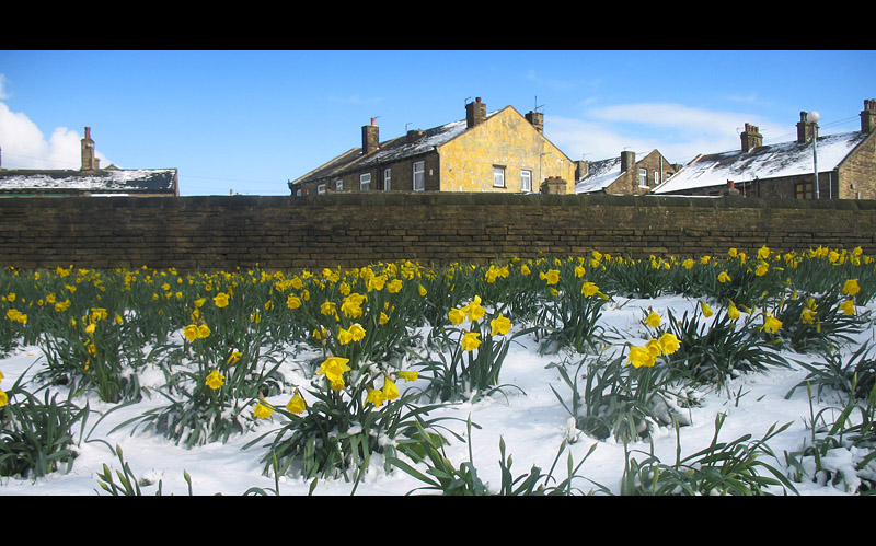 widescreen daffodils