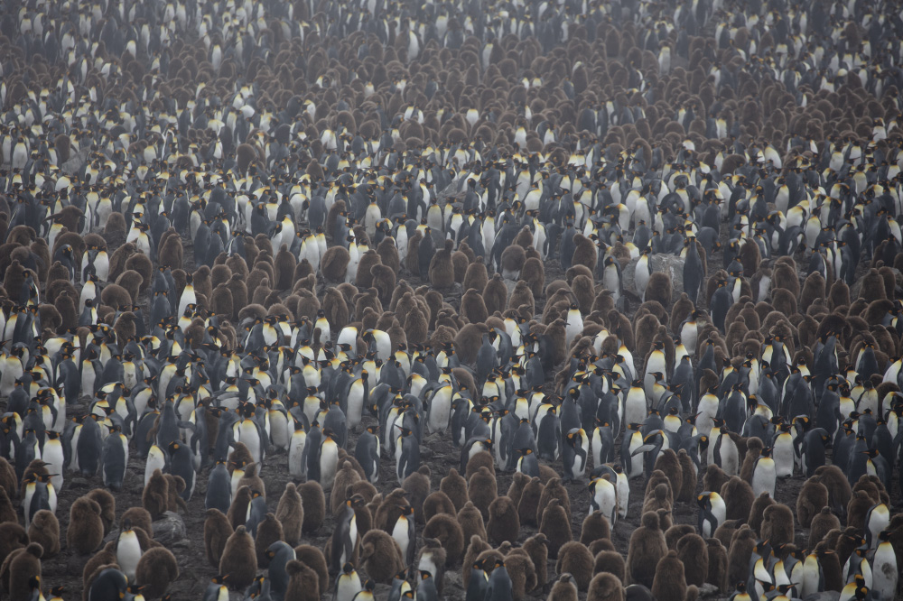 a nation of millions