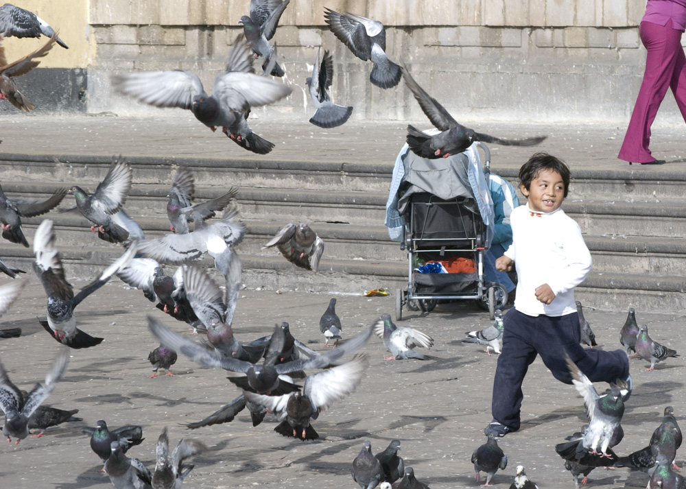 a partridge amongst the pigeons