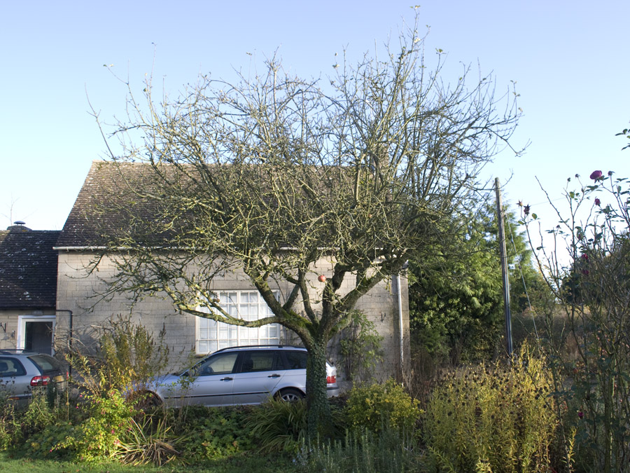 the lowest branch of the apple tree