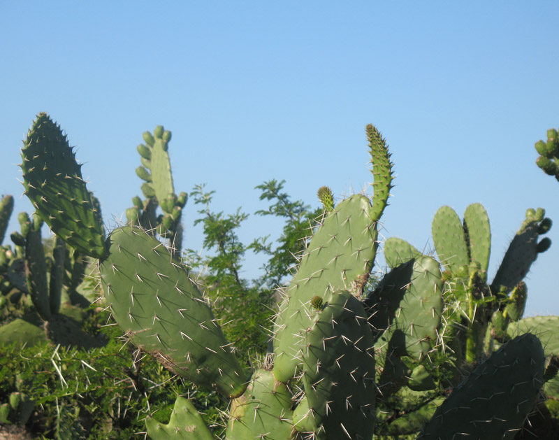 cacti