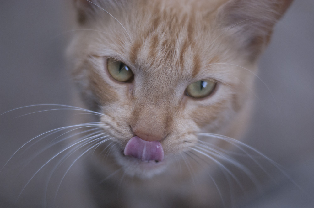 cat get your tongue?