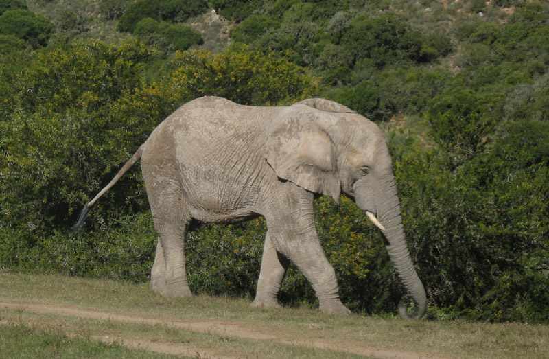 elephant