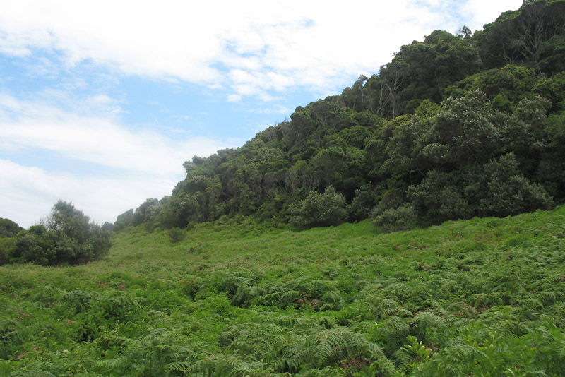 fern jungle