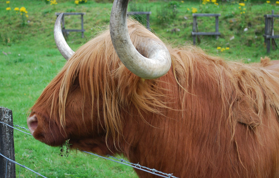 highland cow
