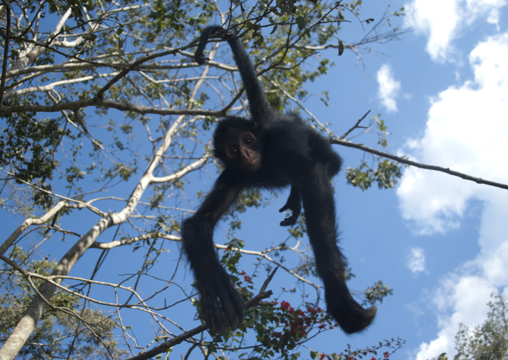 in my tree