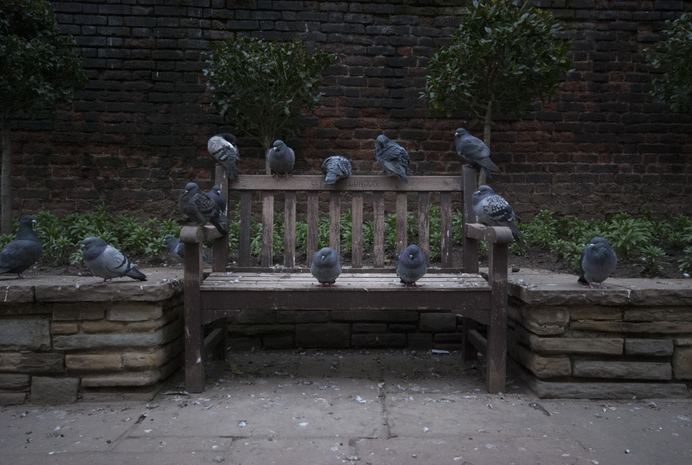 intimidated by the dirty pigeons