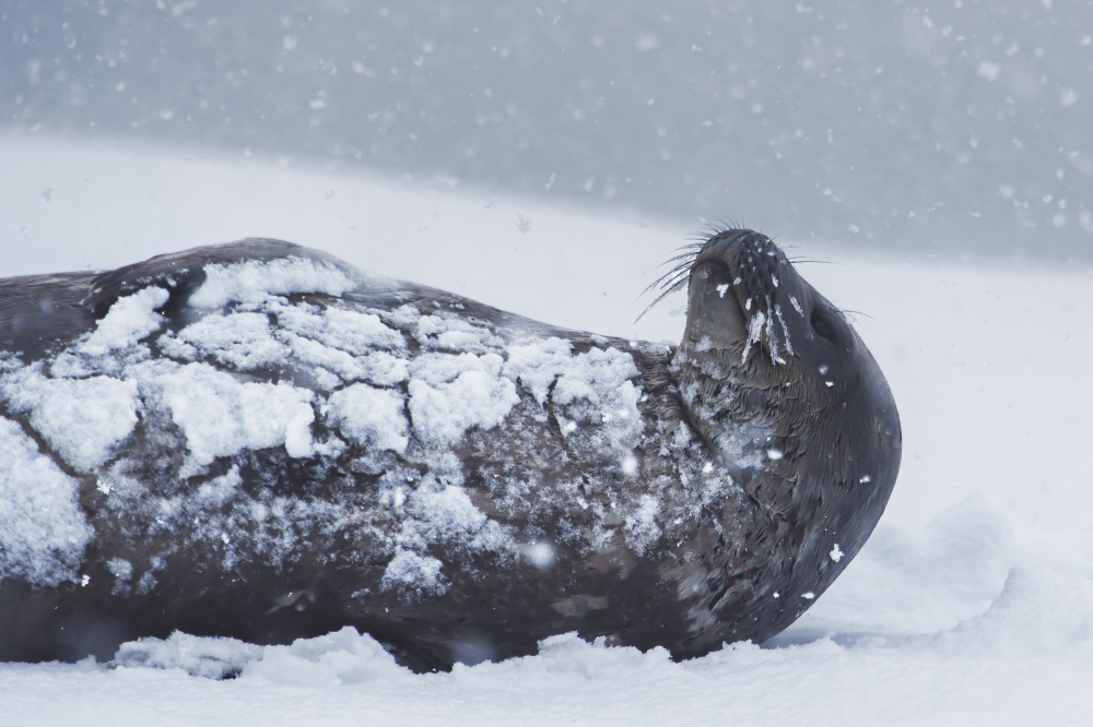 i woke up in the snow