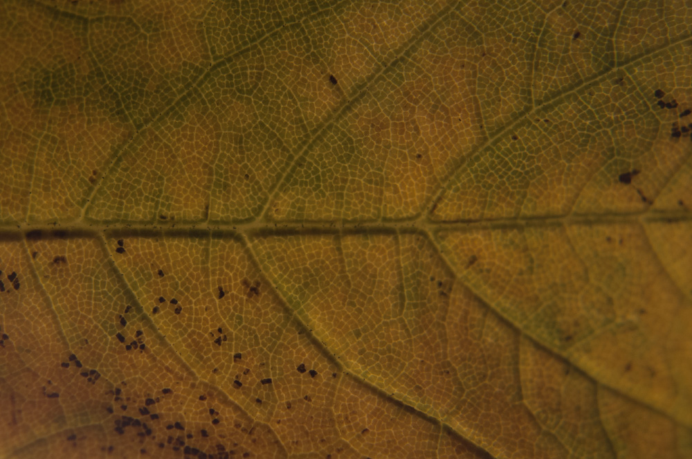 looking for the patterns