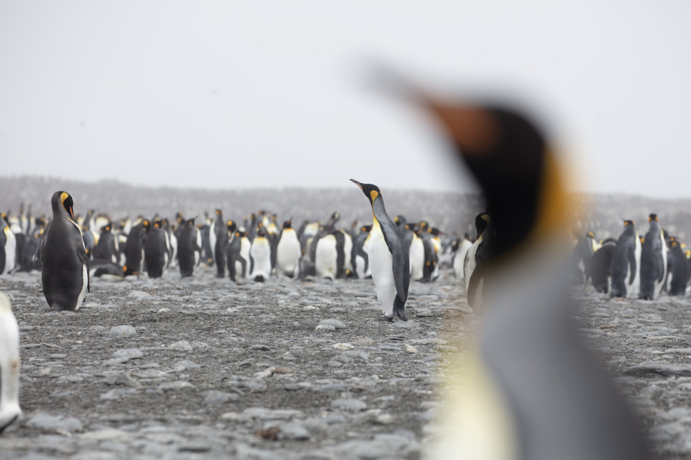 looks are made from far off places