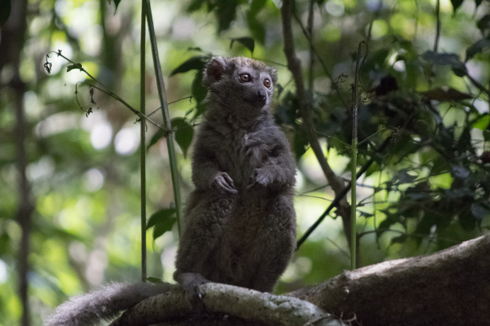 move out of the searchlight