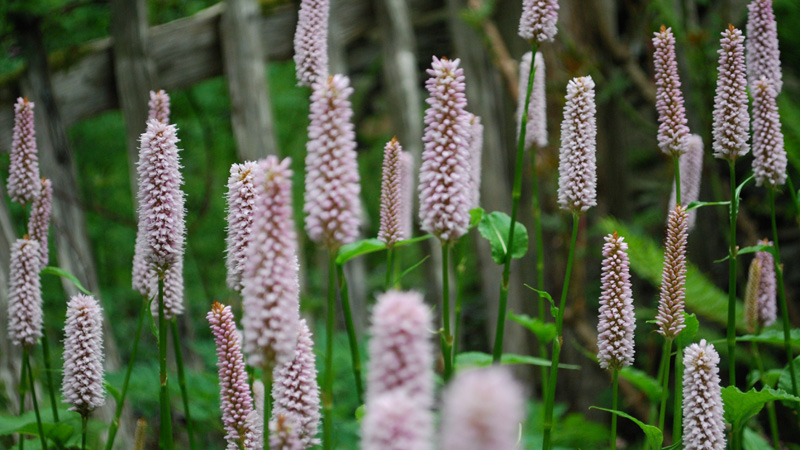 not orchids