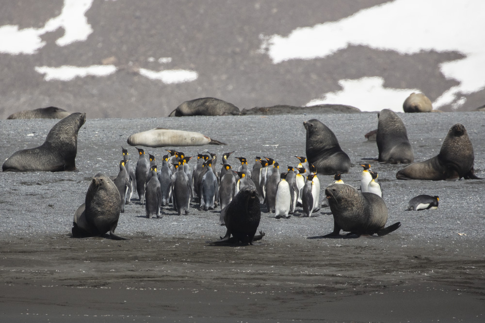 overwhelming hostility