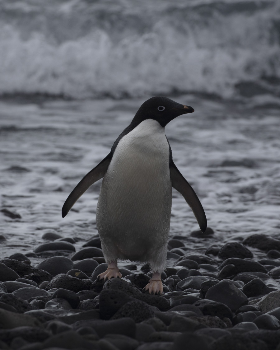 put your money on me