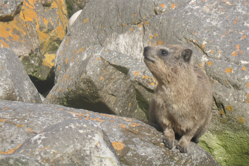 rock dassie