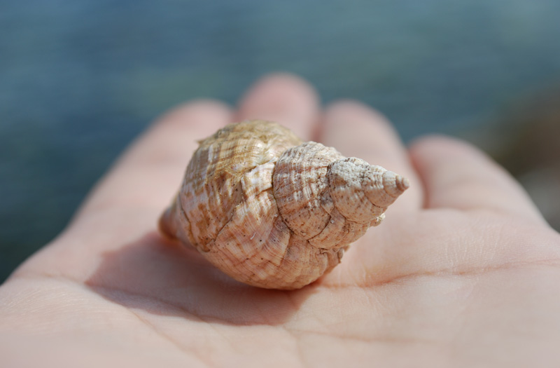 shell