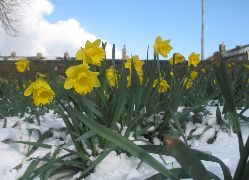 snowy daffodils