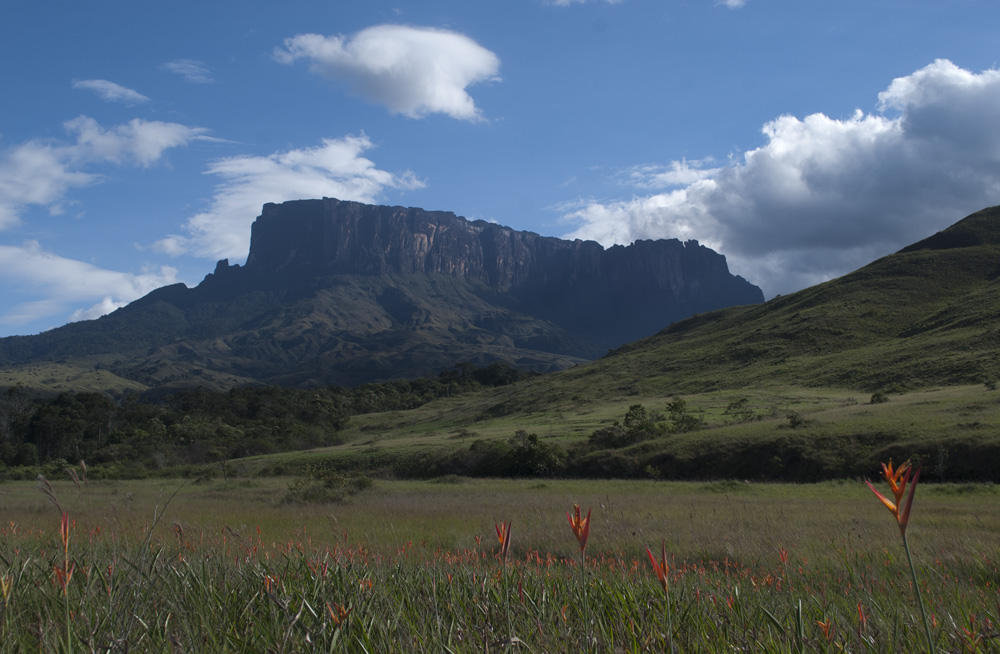 such a pretty garden