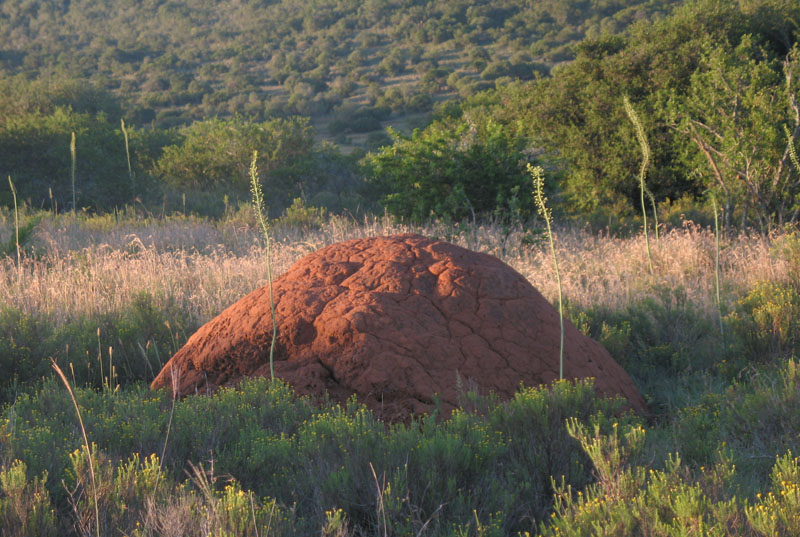 termite mound