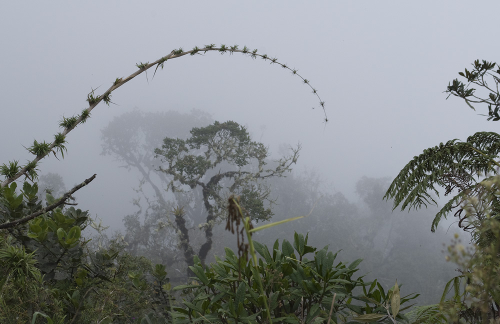 the cloud forest