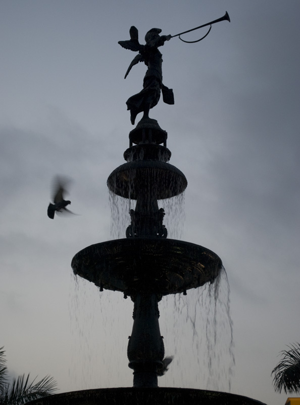 the pigeon and the angel