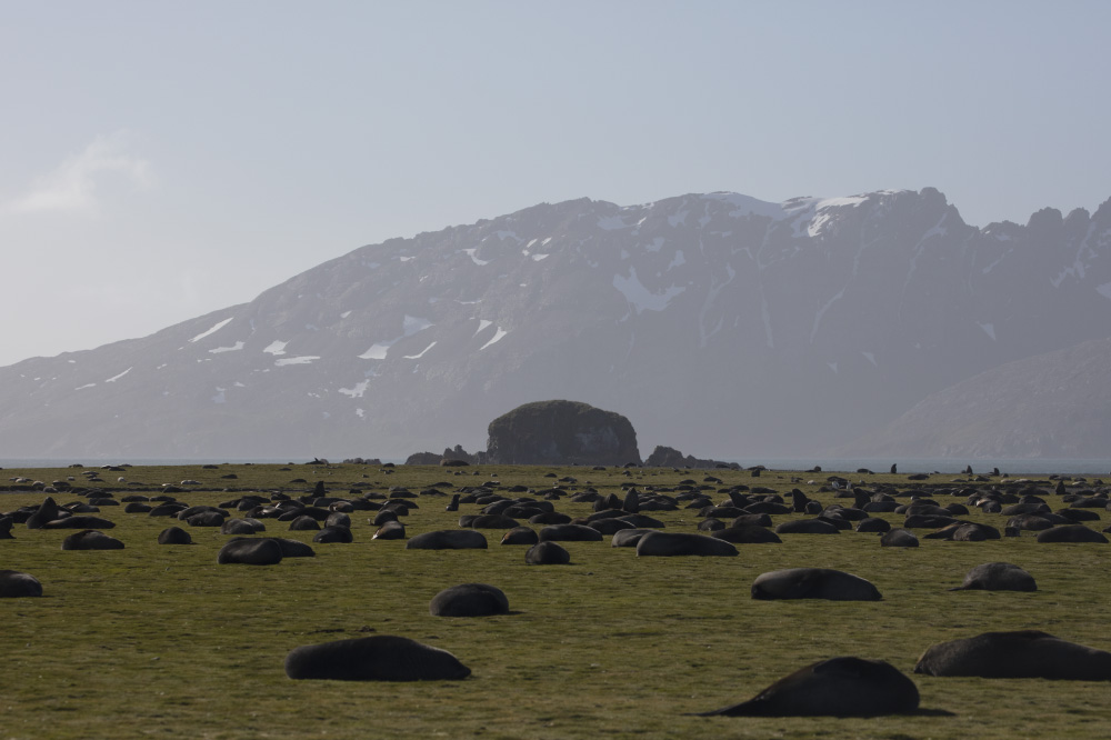 through the minefield