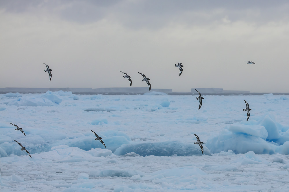 to fly into the crystal kingdom