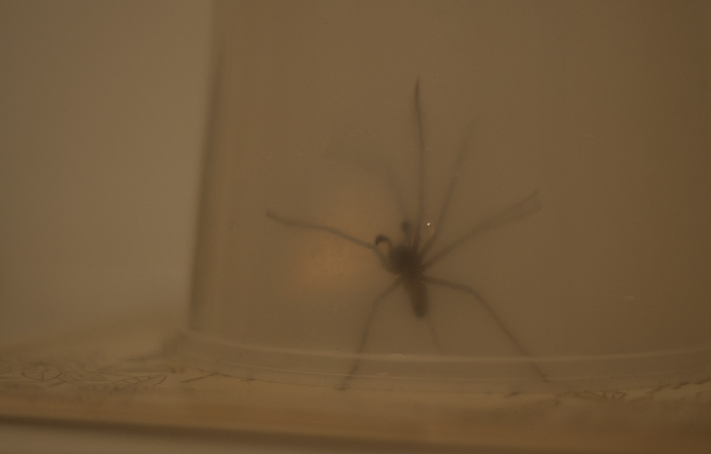 trapped spider