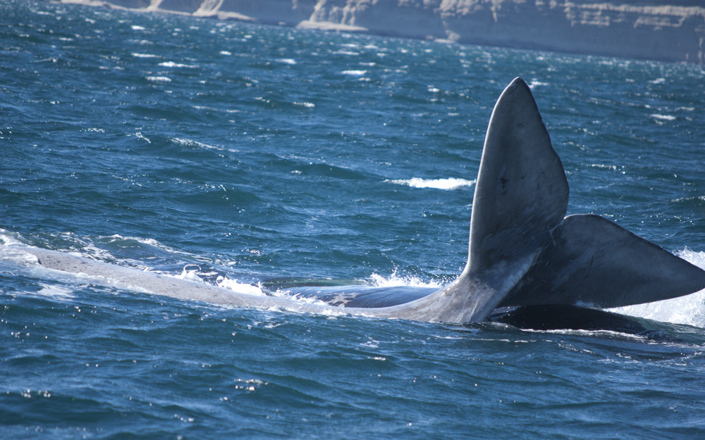 whale tail