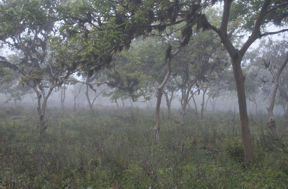 what might have been lost