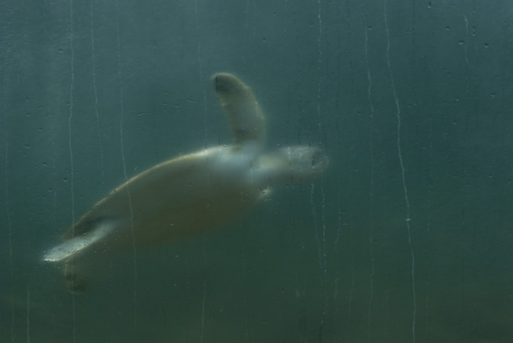 what's this dying for?