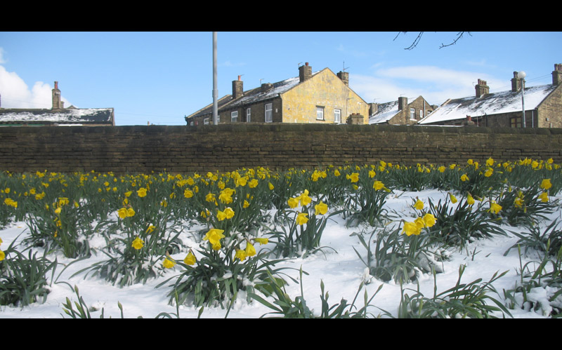 widescreen daffodils