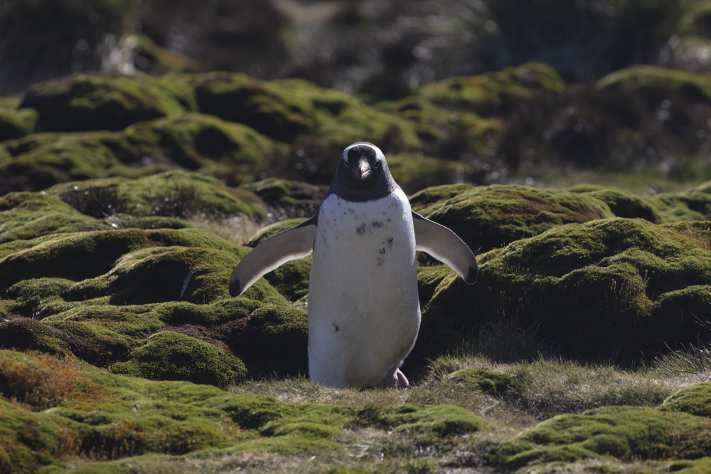 with arms outstretched