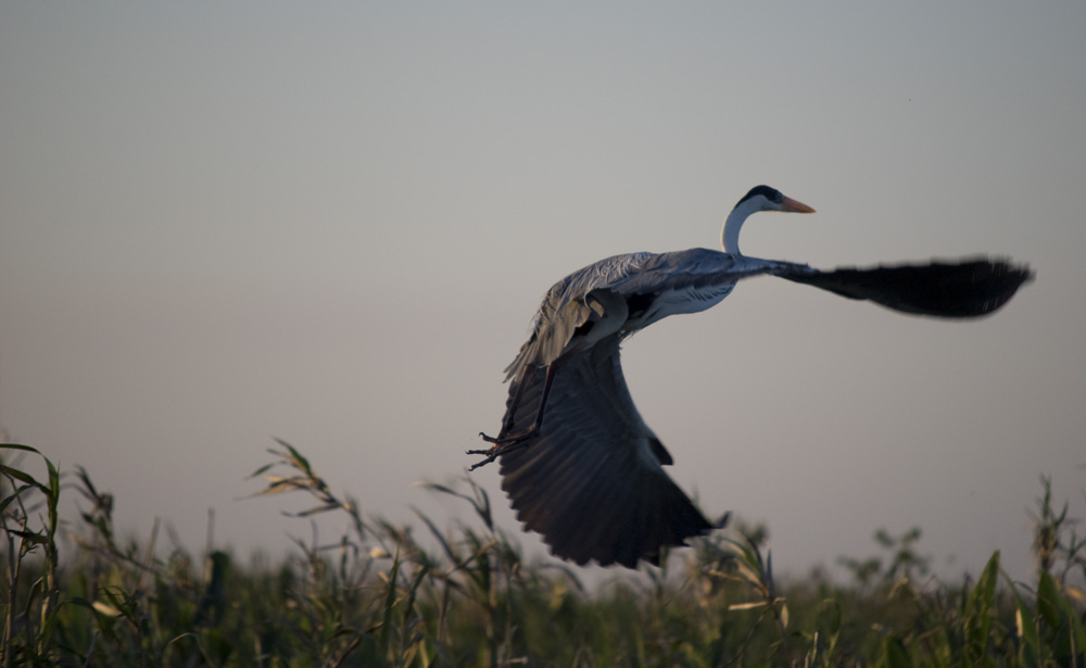 wrap your wings around me